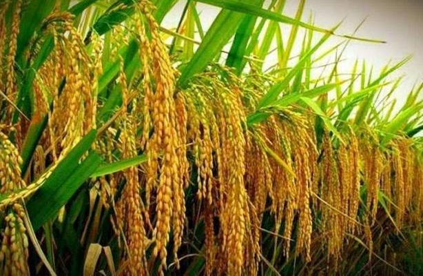Pakistan’s Rice Sector Gets Major Boost with Indigenous Hybrid Seed Developed at Punjab University