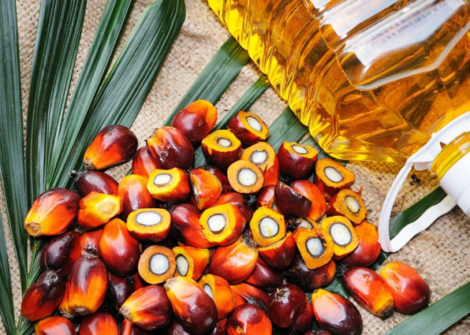 PM Shehbaz Calls for New Palm Oil Production Policy to Boost Agricultural Exports