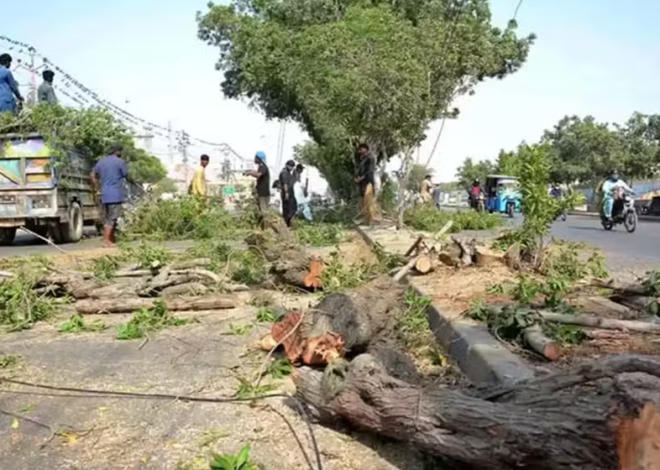 Climate Ministry Defends Removal of Paper Mulberry Trees in Islamabad