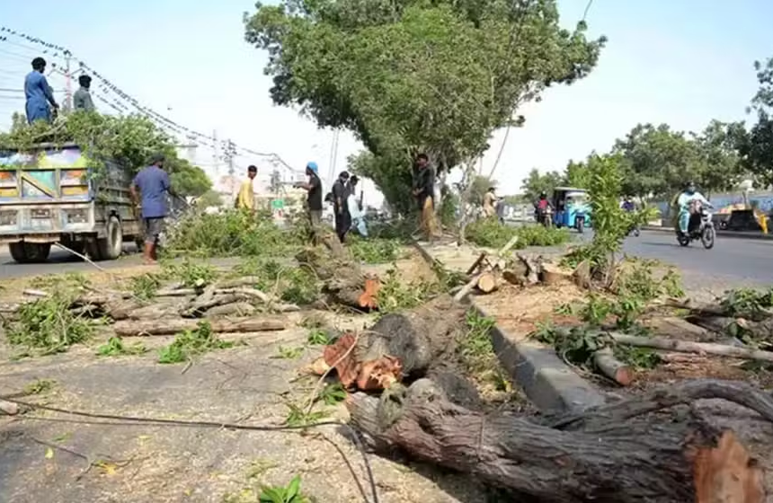 Climate Ministry Defends Removal of Paper Mulberry Trees in Islamabad
