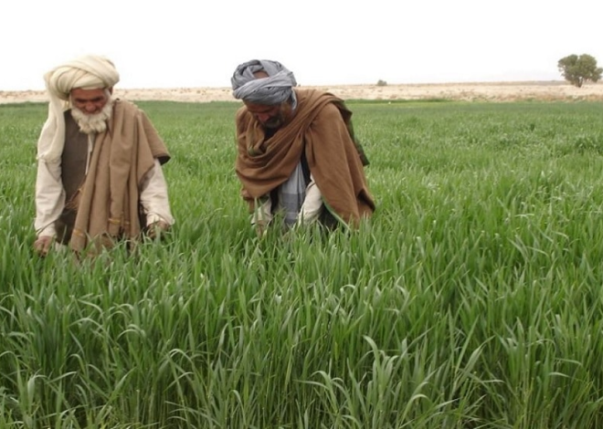 Government Delays Planned Tax Increase on Fertilizer and Pesticides