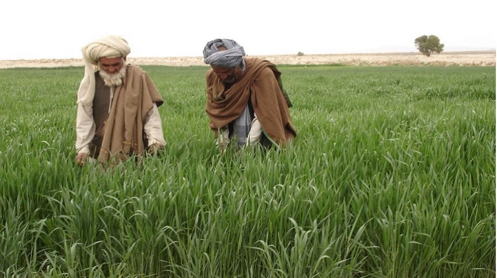 Government Delays Planned Tax Increase on Fertilizer and Pesticides