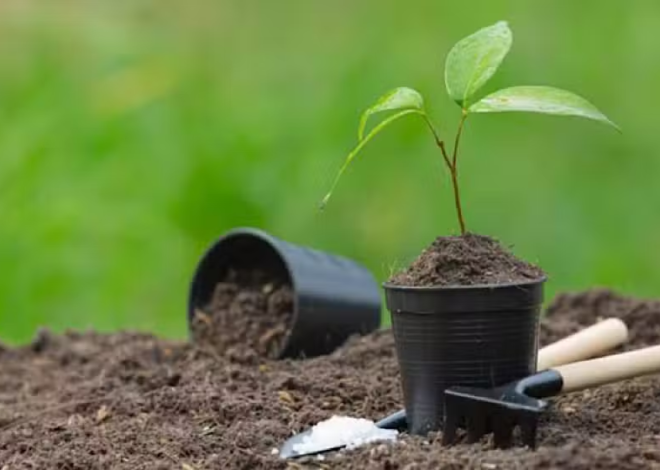 Karachi to Plant 100,000 Trees Along Shahrah-e-Bhutto Under Urban Forest Project