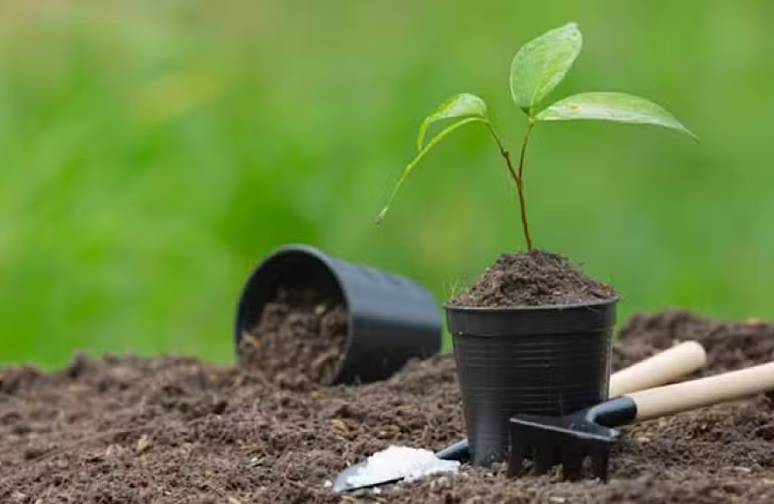 Karachi to Plant 100,000 Trees Along Shahrah-e-Bhutto Under Urban Forest Project