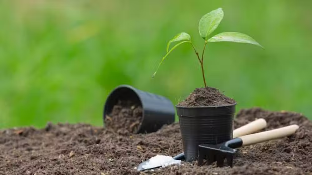 Karachi to Plant 100,000 Trees Along Shahrah-e-Bhutto Under Urban Forest Project