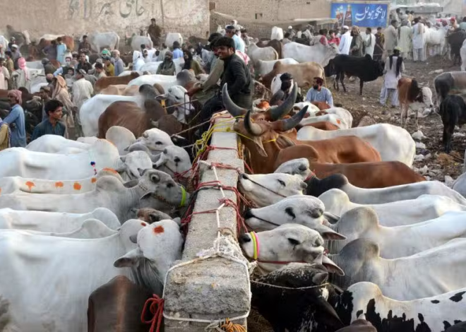 Punjab Government Announces Six-Day Eid ul Azha Holidays
