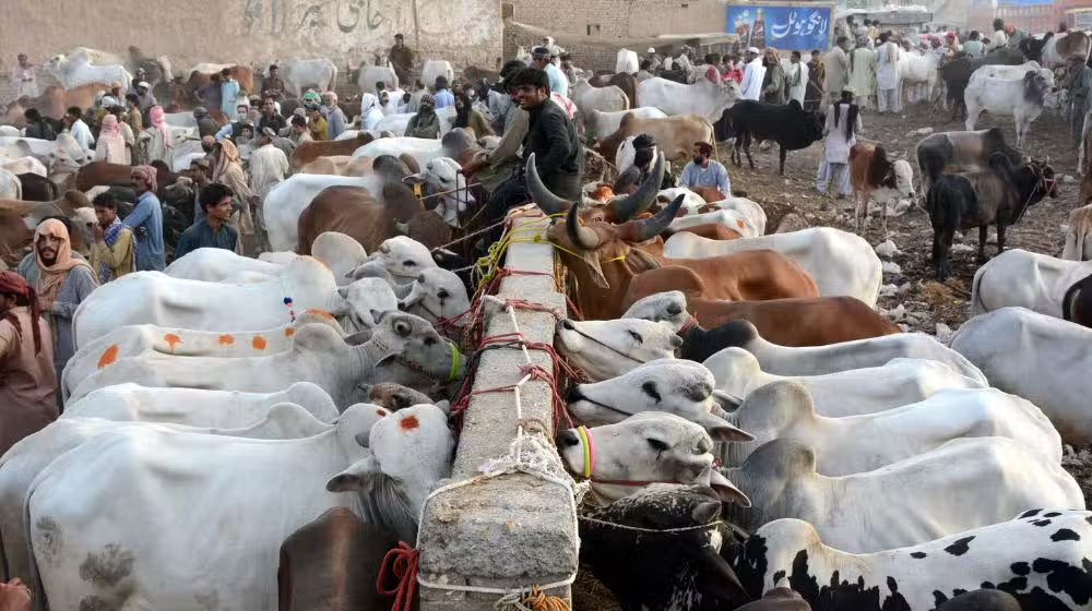 Punjab Government Announces Six-Day Eid ul Azha Holidays