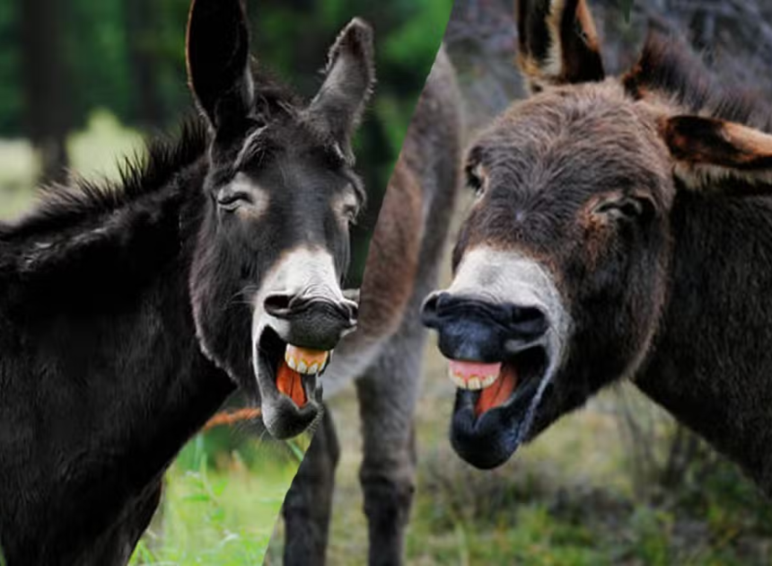 Pakistan’s Donkey Population Reaches 6.2 Million, Growing by 200,000 in a Year