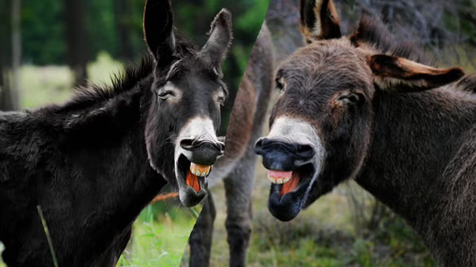 Pakistan’s Donkey Population Reaches 6.2 Million, Growing by 200,000 in a Year